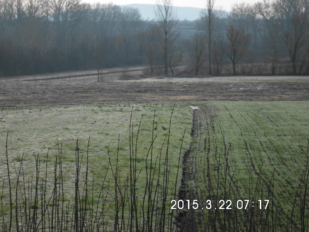 Ispuštanje fazana mart 2015.godine