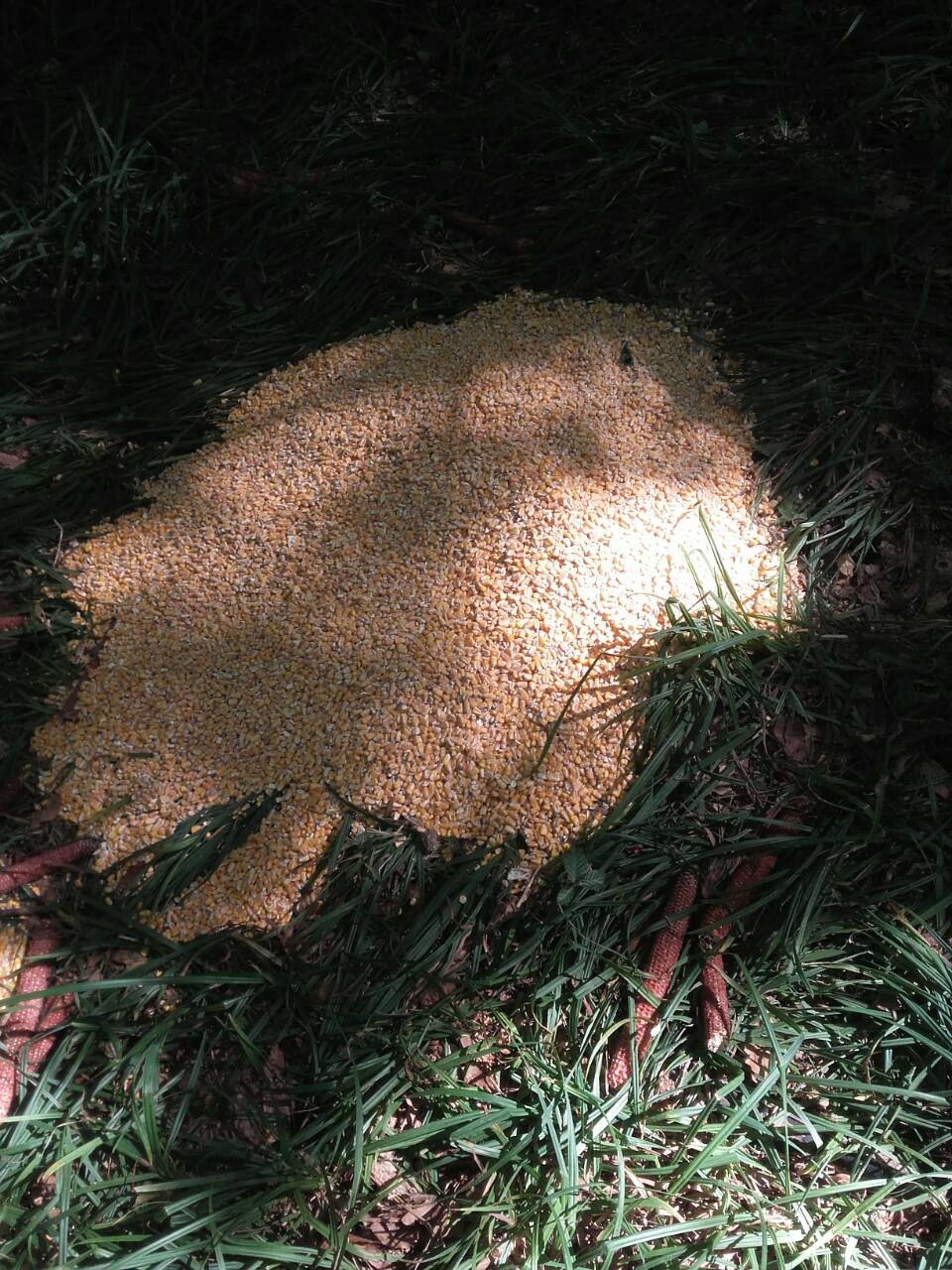 Prihrana divljači 2017.