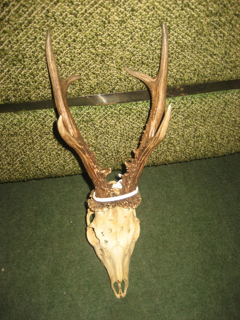 Bronzani trofej u 2013.godini