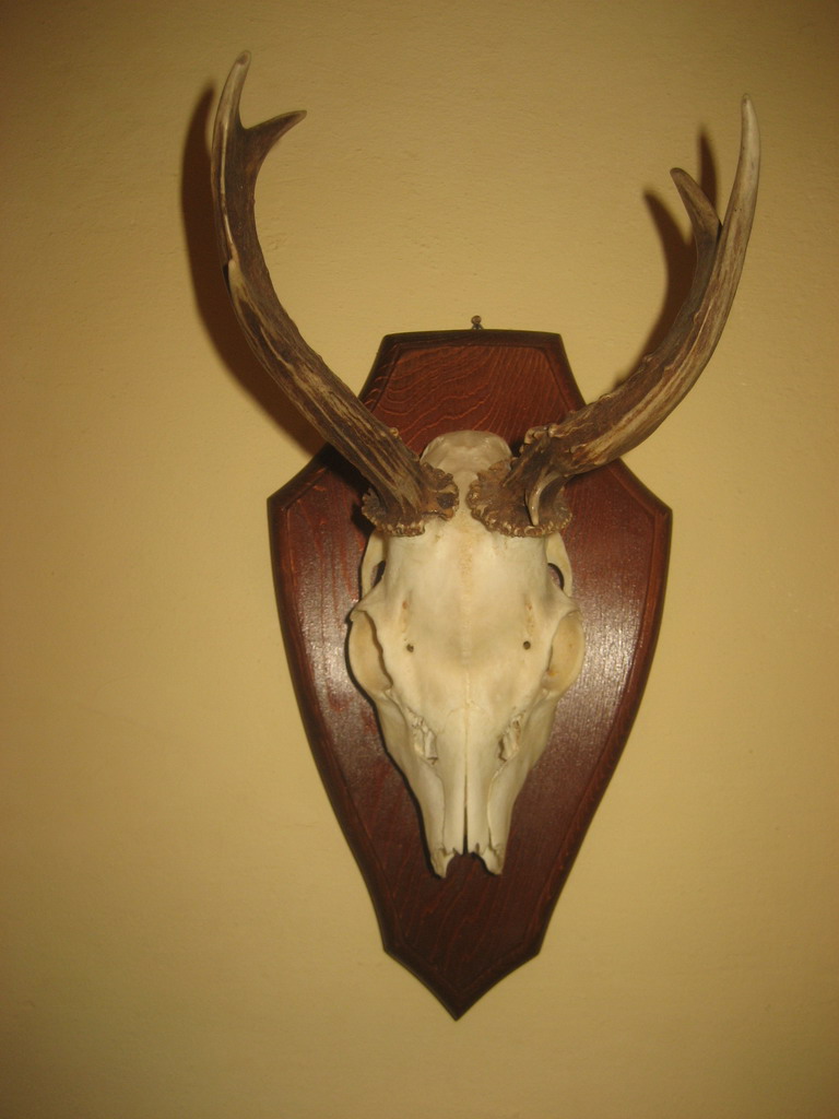 Trofej iz lovišta "Crnica"