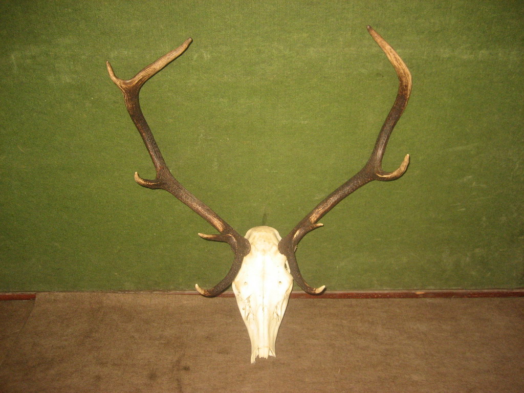 Trofej iz lovišta "Crnica"