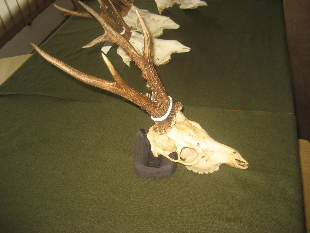 Trofej iz lovišta "Crnica"