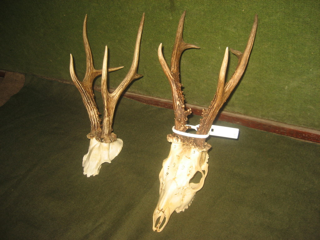 Trofeji iz lovišta "Crnica"