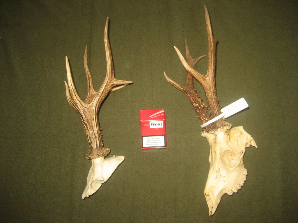 Trofeji iz lovišta "Crnica"