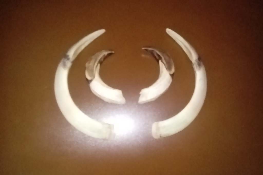 Bronzani vepar, 150 kg, Zoran Kuzmanović, Kragujevac